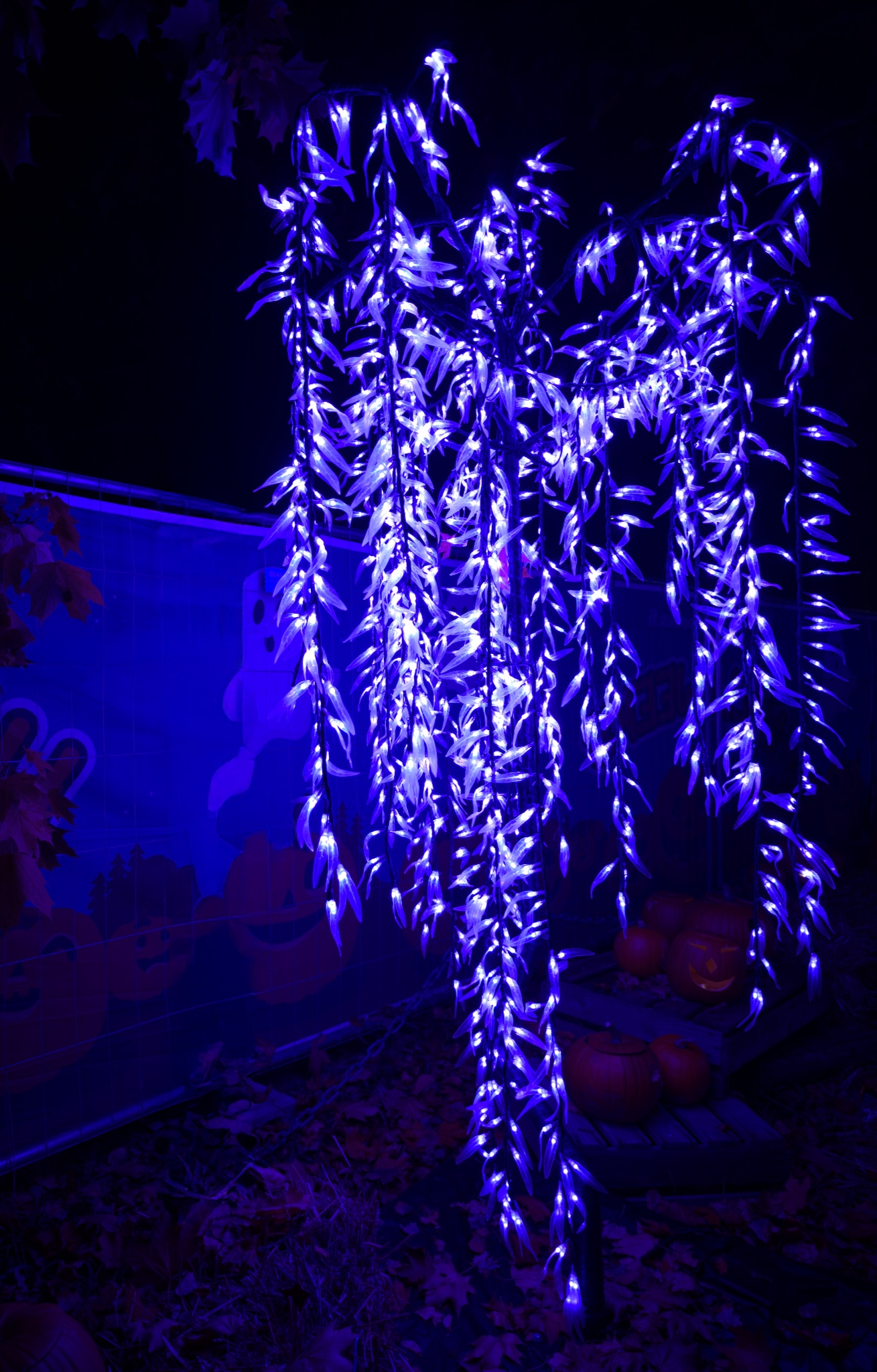 IMG 20251014 192412 copy